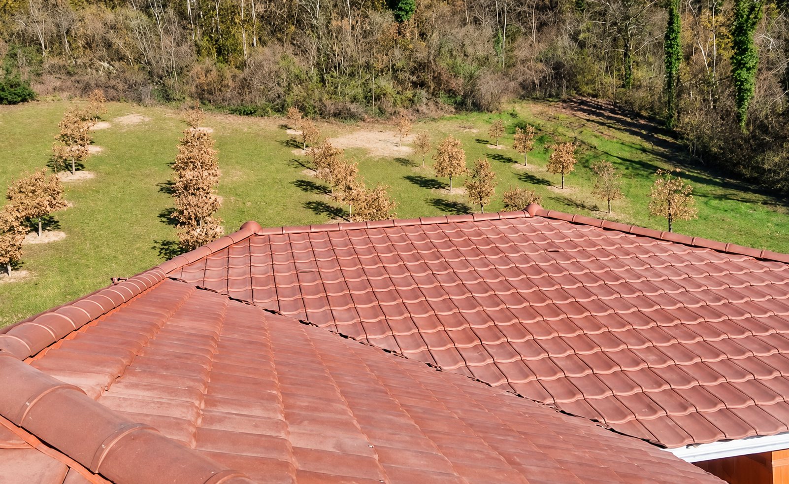 Toiture en tuiles rouges surplombant une plantation de jeunes arbres